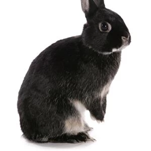 Domestic Rabbit, black dwarf, adult, standing on hind legs