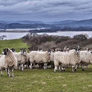 Domestic Sheep, mule ewes, flock standing in pasture, River Leven, Ulverston, Cumbria, England, March
