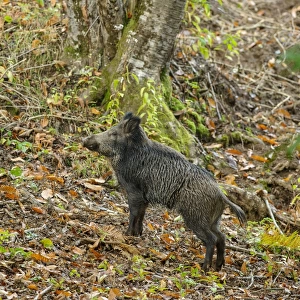 Eurasian Wild Boar (Sus scrofa) adult, standing in deciduous forest, Antola Regional Park, Genova Province, Liguria