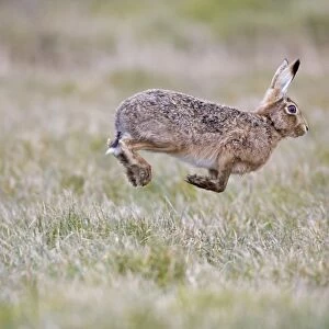 European Hare (Lepus europaeus) adult male, running, stotting back to female in grass field, Suffolk, England, March