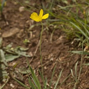 Grassy-leaved Buttercup (Ranunculus gramineus) flowering, Cevennes, France, May