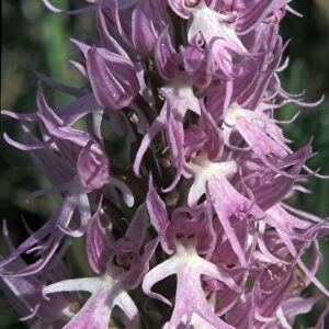 Naked Man Orchid (Orchis italica) Close-up of man