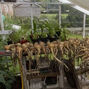 Onions drying in a greenhouse