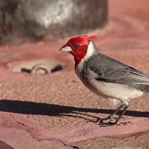 Red-crested Cardinal (Paroaria coronata) adult, standing on concrete, Argentina, november