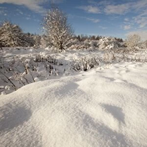 View of snow covered urban park, Shirebrook Valley, Sheffield, South Yorkshire, England, december
