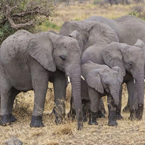 Africa. Tanzania. African elephants (Loxodonta africana) at Serengeti NP