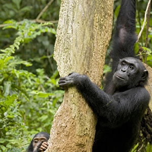 Africa, Uganda, Kibale National Park, Ngogo Chimpanzee Project. A female chimpanzee