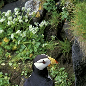 Alaska, St. Paul Island, the Pribilofs, Bering Sea A horned puffin pulls grasses