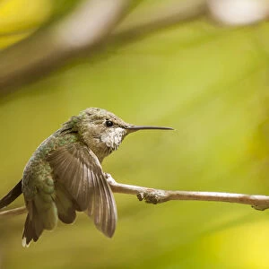 Annas Hummingbird. At rest and perched