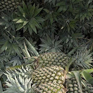 Asia, Vietnam. Pineapples in the hold of a Mekong River boat, Can Tho