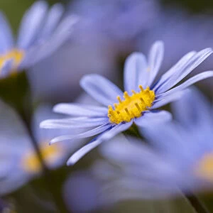 Blue felicia daisy in garden, Los Angeles, California