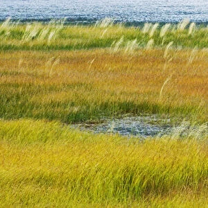 Canada, Alberta, Jasper National Park. Grasses in a wetland habitat