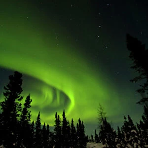 Canada, Manitoba. View of aurora borealis and silhouette of trees