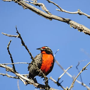 Chile, Aysen, Valle Chacabuco. Long-tailed Meadowlark (Sturnella loyca), locally