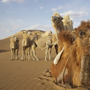 China, Inner Mongolia, Badan Jilin Desert. Close-up of caravan camels in desert. Credit as