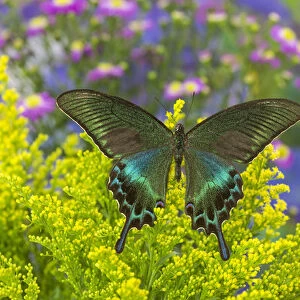 The Common Peacock Swallowtail Butterfly, Papilio bianor