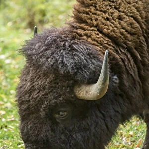 Eatonville, Washington State, USA. Portrait of an American Bison eating grass in