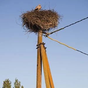 Estonia, Southwestern Estonia, Vorts Jarv lake area, Suislepa, stork nest, common