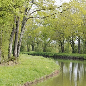 Europe, France, Loire. Spring trees and grasses, Canal lateral a la Loire