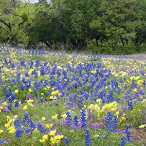 Hill Country, Texas, Bluebonnets, primrose, and flox blanketing the ground in front