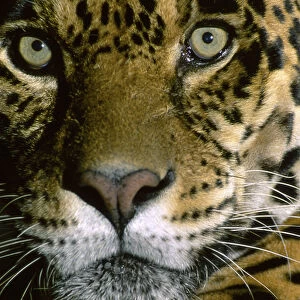 Jaguar Face (Panthera onca), Amazon Basin, Peru