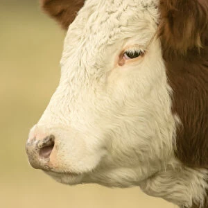 La Conner, Washington State, USA. Close-up portrait of a Hereford cow in pasture