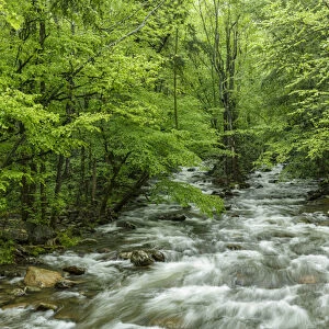 Middle Prong in spring, Great Smoky Mountains National Park, Tennessee