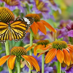 Monarch butterfly on orange coneflowers and painted tongue