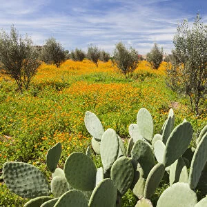 Morocco, Marrakech. Springtime landscape of flowers, olive trees and giant prickly