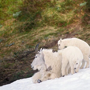 mountian goat, Oreamonos americanus, mother with kids on snow pack in the spring
