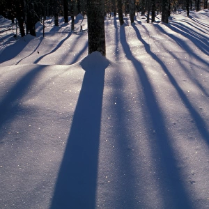 North New Portland, ME. Snow. Shadows. Northern Hardwood Forest. Northern Forest