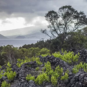 Portugal, Azores, Pico Island, Canto. Volcanic rock vineyards
