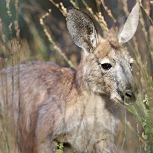 Red kangaroo (Macropus rufus) in Flinders Ranges National Park in Australia
