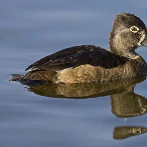 Ring-necked Duck, Aythya collaris, Santee Lakes, Southern California