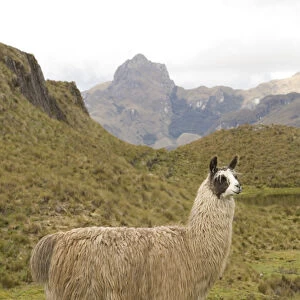 South America, Ecuador. Llama (Llama glama), Cajas National Park (Parque Nacional El Cajas)