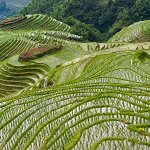 Terraces with newly planted rice seedlings in the mountain, Longsheng, Guangxi Province