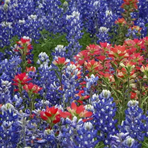 Texas Hill Country wildflowers, along the 16-mile Willow City Loop between Fredericksburg and Llano