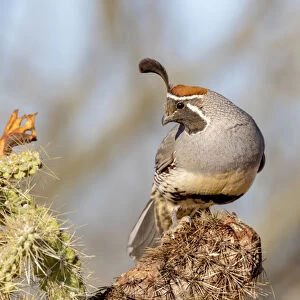 USA, Arizona, Amado. Male Gambels quail close-up