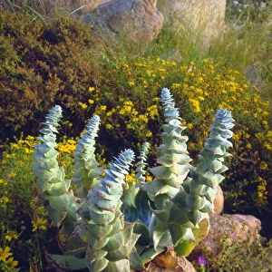USA, California, San Diego, Succulent