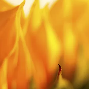 USA, Carmel, Indiana. Macro abstract of a sunflower