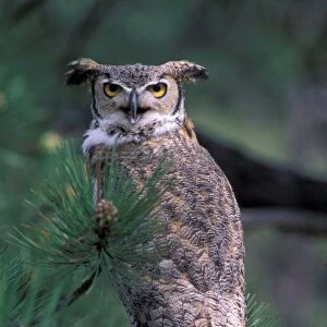 USA, CO, Colorado Springs. Great Horned Owl in pine tree