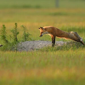 USA, Florida, Bushnell, Rural farmlands, Red fox yawning at den, Vulpes vulpes