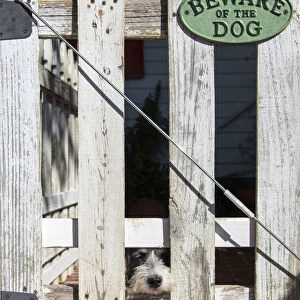 USA, Georgia. Humorous scene of innocent tame puppy under Beware of Dog sign
