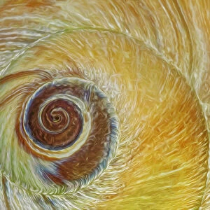 USA, Washington, Seabeck. Abstract of moon snail shell close-up