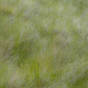 USA, Washington State, Palouse grasses soft focused near Colfax