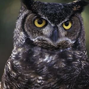 USA, Washington State, Seattle, Woodland Park Zoo. Great Horned Owl (Bubo virginianus)