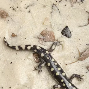 Eastern Tiger Salamander