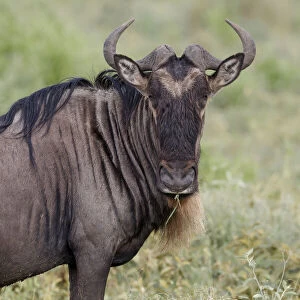 Wildebeest, Serengeti National Park, Tanzania, Africa