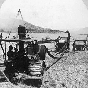 CALIFORNIA: FARMING, 1905. A steam thresher with self-feeder, stacker and bagging attachment