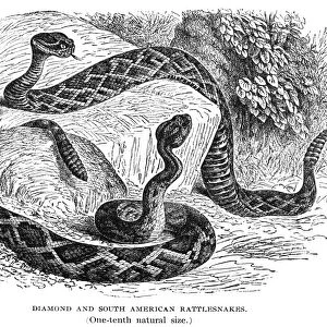 RATTLESNAKES. Eastern diamondback rattlesnake (Crotalus adamanteus, top) and South American rattlesnake (Crotalus horridus). Wood engraving, late 19th century